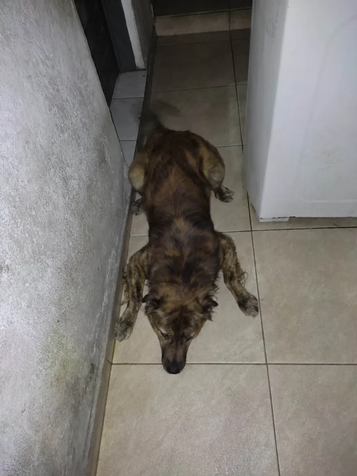 Cachorro ra a Fila com vira lata  idade 1 ano nome Duque 