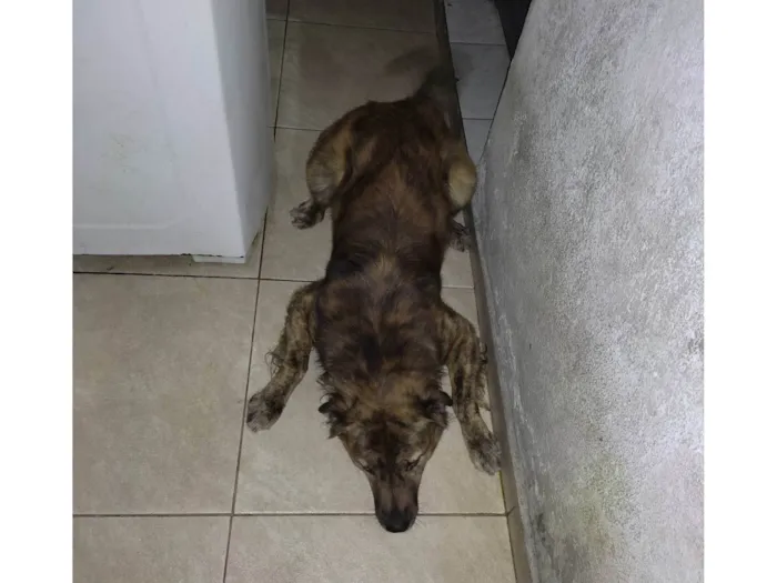 Cachorro ra a Fila com vira lata  idade 1 ano nome Duque 