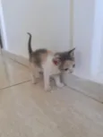 Gato