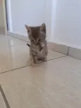 Gato