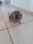 Gato