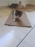 Gato