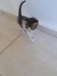 Gato