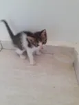 Gato