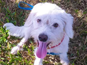 Cachorro raça SRD-ViraLata idade 2 anos nome Branca