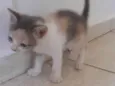 Gato