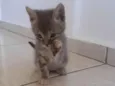 Gato
