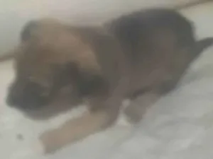 Cachorro raça SRD-ViraLata idade Abaixo de 2 meses nome Sem nome 