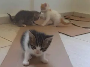 Gato raça  idade 2 a 6 meses nome Gato