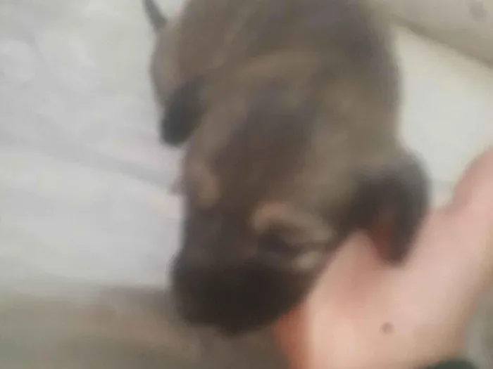 Cachorro ra a SRD-ViraLata idade Abaixo de 2 meses nome Sem nome 