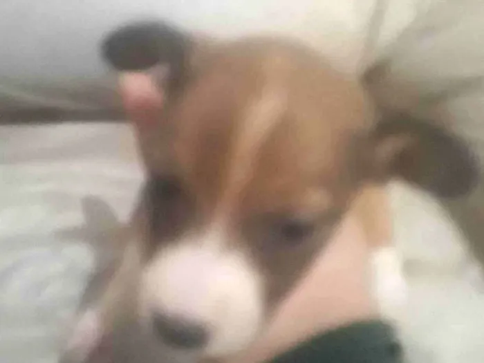 Cachorro ra a SRD-ViraLata idade Abaixo de 2 meses nome Sem nome 