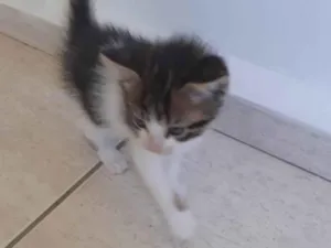 Gato raça  idade 2 a 6 meses nome Gato