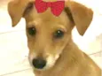 Teka
