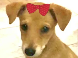 Cachorro raça Mestica  idade 2 a 6 meses nome Teka 