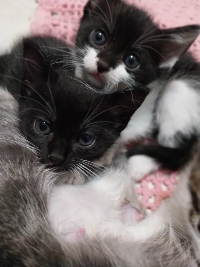 Gato ra a Vira lata idade 2 a 6 meses nome Gatinhos para adoção.