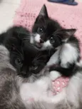 Gatinhos para adoção.