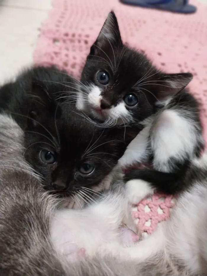 Gato ra a Vira lata idade 2 a 6 meses nome Gatinhos para adoção.