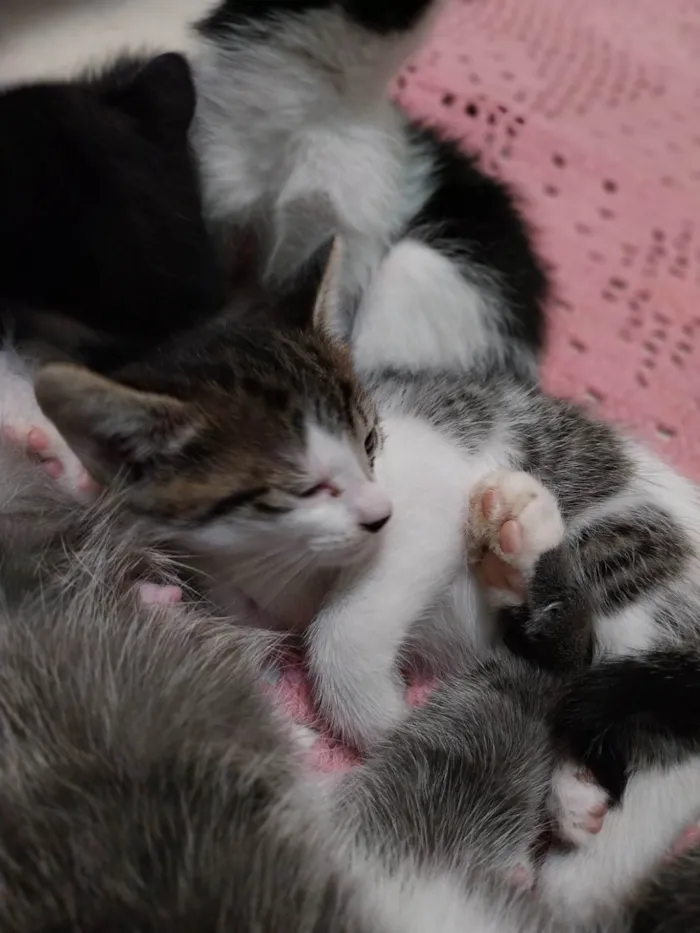 Gato ra a Vira lata idade 2 a 6 meses nome Gatinhos para adoção.