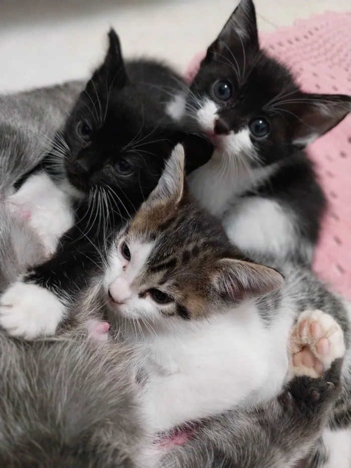 Gato ra a Vira lata idade 2 a 6 meses nome Gatinhos para adoção.