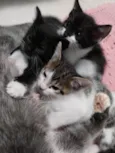 Gatinhos para adoção.