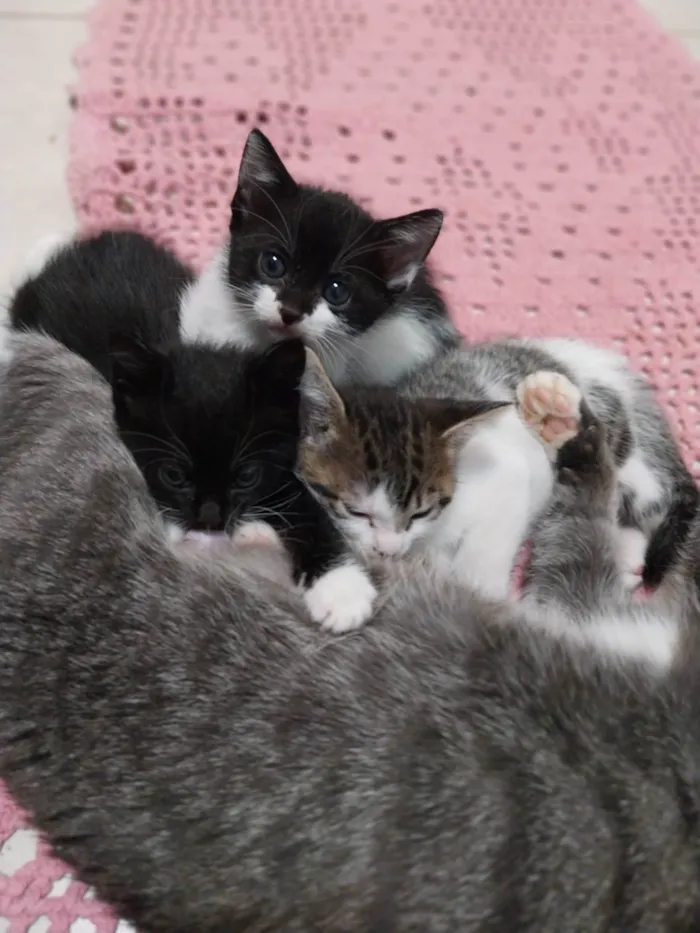 Gato ra a Vira lata idade 2 a 6 meses nome Gatinhos para adoção.