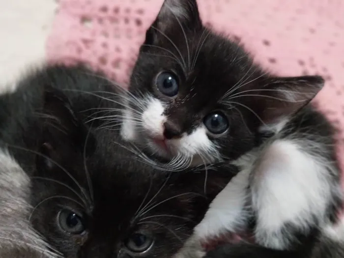 Gato ra a Vira lata idade 2 a 6 meses nome Gatinhos para adoção.