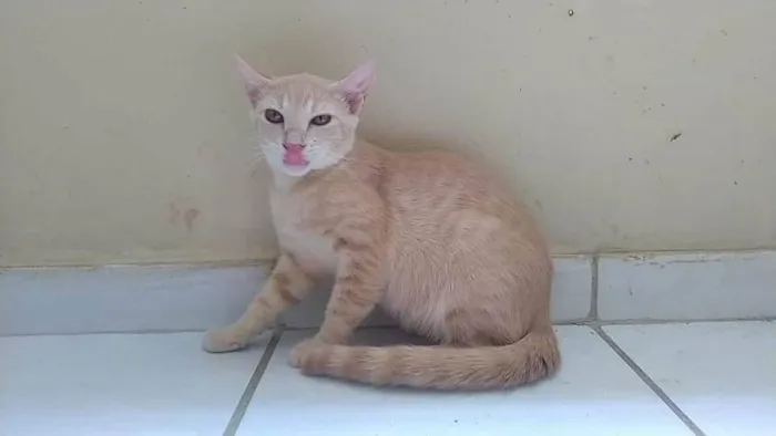 Gato ra a SEM RAÇA idade 2 a 6 meses nome AMARELINHO