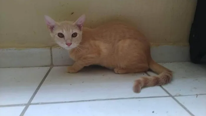 Gato ra a SEM RAÇA idade 2 a 6 meses nome AMARELINHO