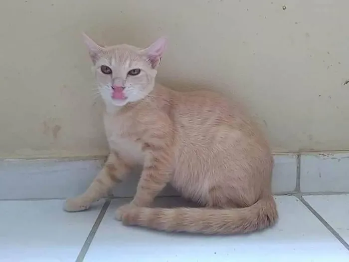 Gato ra a SEM RAÇA idade 2 a 6 meses nome AMARELINHO