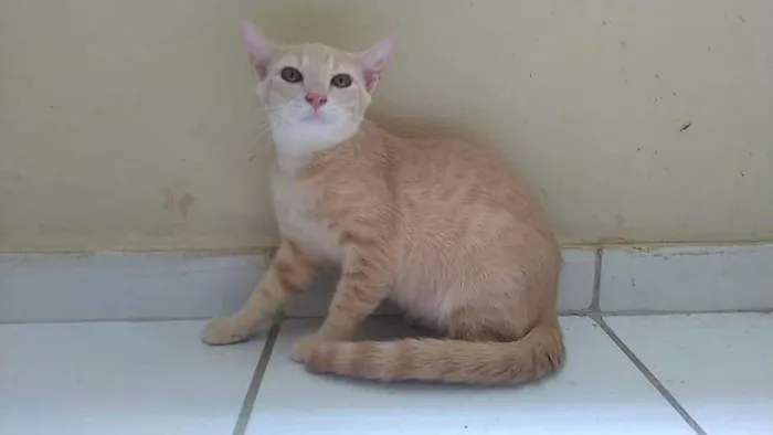 Gato ra a SEM RAÇA idade 2 a 6 meses nome AMARELINHO