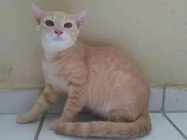 Gato ra a SEM RAÇA idade 2 a 6 meses nome AMARELINHO