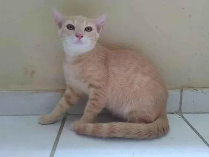 Gato ra a SEM RAÇA idade 2 a 6 meses nome AMARELINHO