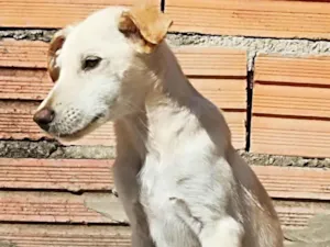 Cachorro raça SRD-ViraLata idade 2 a 6 meses nome Tom