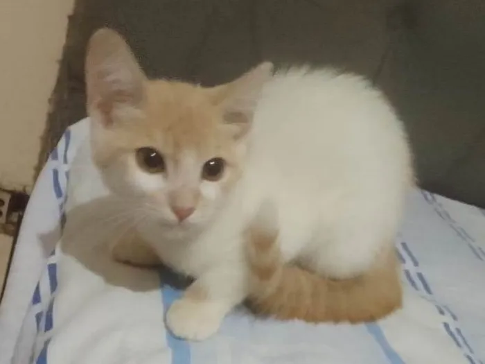 Gato raça Srd idade 2 a 6 meses nome Pérola