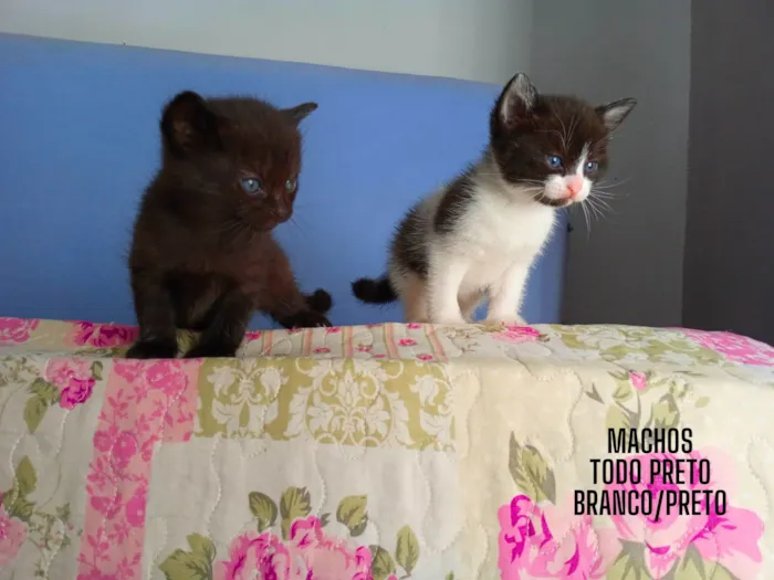 Gato ra a  idade  nome Gatinhos