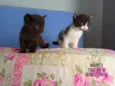 Gatinhos