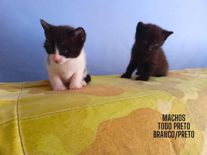 Gato ra a  idade  nome Gatinhos