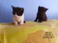 Gatinhos
