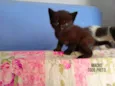 Gatinhos