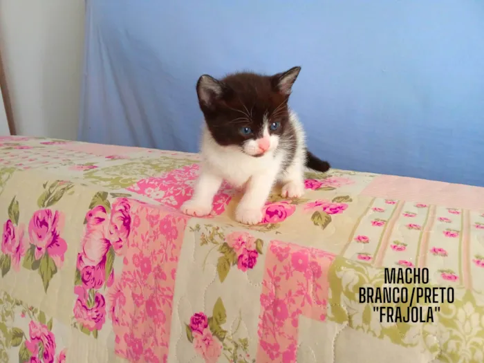 Gato ra a  idade  nome Gatinhos