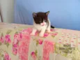 Gatinhos