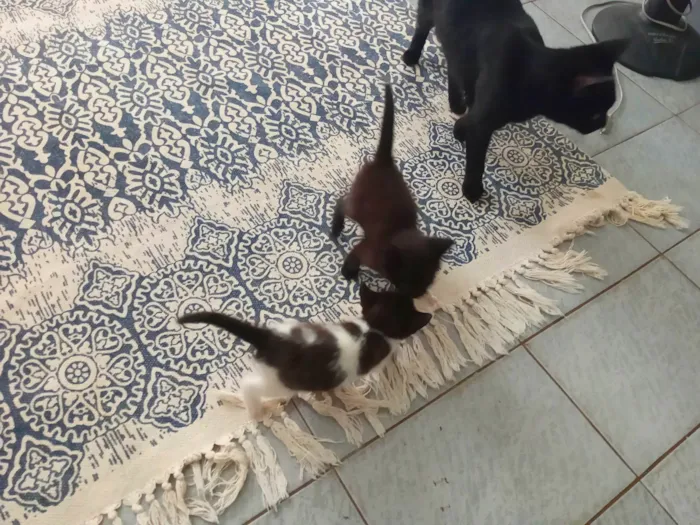 Gato ra a  idade  nome Gatinhos