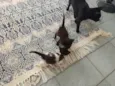 Gatinhos