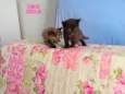 Gatinhos