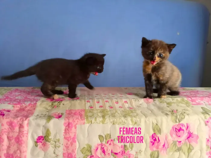 Gato ra a  idade  nome Gatinhos