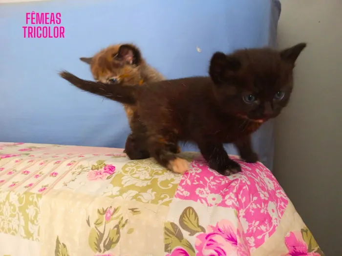 Gato ra a  idade  nome Gatinhos