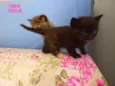 Gatinhos