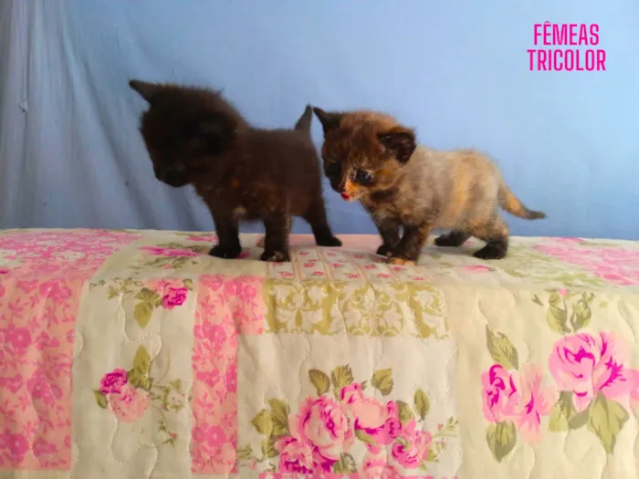 Gato ra a  idade  nome Gatinhos