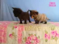 Gatinhos