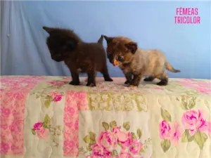 Gato raça  idade  nome Gatinhos